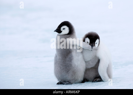 Kaiserpinguin-Küken (Aptenodytes Forsteri), Snow Hill Island, Weddellmeer, Antarktis, Polarregionen Stockfoto