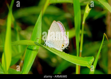 IKA101115 Butterfly Gramm blau Stockfoto