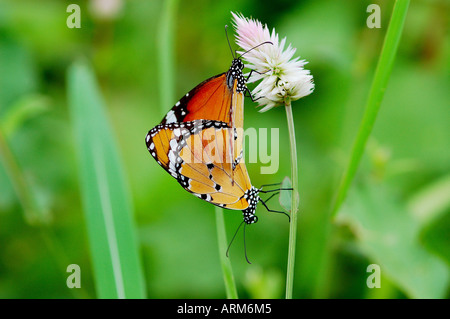 IKA101118 Butterfly Plain Tiger Bombay jetzt Mumbai Indien Stockfoto