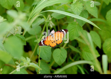 IKA101119 Butterfly Plain Tiger Gujarat Indien Stockfoto