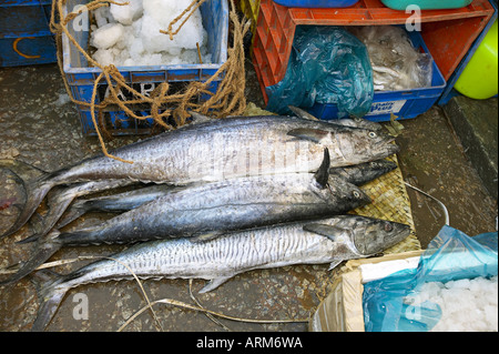 KNA101906 Männer Boden für den Verkauf von Fische anziehen Stockfoto