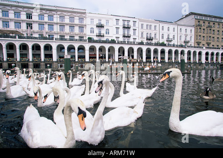 Schwäne vor der Alsterarkaden in der Altstadt (Altstadt), Hamburg, Deutschland, Europa Stockfoto