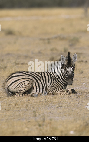 ZEBRA FOHLEN LIEGEND ETOSHA-NAMIBIA Stockfoto