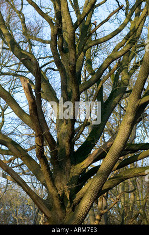Eine riesige alte englische Eiche auf Dodderhill gemeinsamen Worcestershire England UK Stockfoto