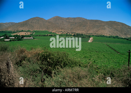 Weinreben im Valle de Elqui, Standort des größten Herstellers von Pisco, eine Traube-wie Schnaps, Chile, Südamerika Stockfoto