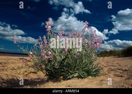 Meer-Lager, Matthiola Sinuata, wachsen auf Oxwich Strand, Gower Halbinsel, Wales, U.K Stockfoto