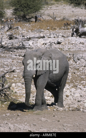 AFRIKANISCHE ELEFANTEN ETOSHA NAMIBIA STIER Stockfoto