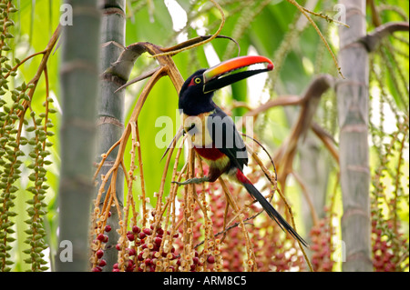 Feurige abgerechneten Aracari Toucan Manuel Antonio Costa Rica Stockfoto