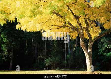 Goldene Robinie, Marysville, Victoria, Australien, Pazifik Stockfoto