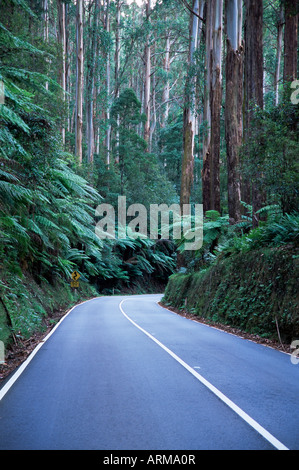 Straße und Ebereschen Wald, Victoria, Australien, Pazifik Stockfoto