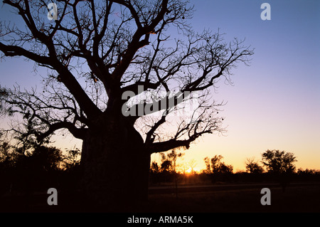 Boab Baum und Kies Straße, Kimberley, Western Australia, Australien, Pazifik Stockfoto