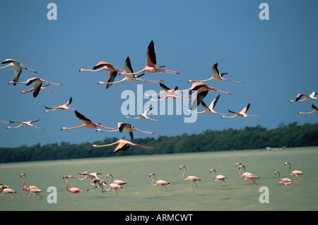 Flamingos, Celestun National Wildlife Refuge, Yucatan, Mexiko, Nordamerika Stockfoto