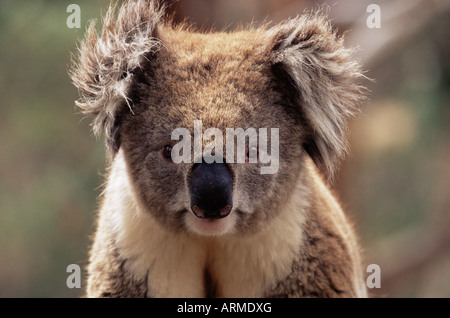 Koalabär (Phascolarctos Cinereus), Phillip Island, Victoria, Australien, Pazifik Stockfoto