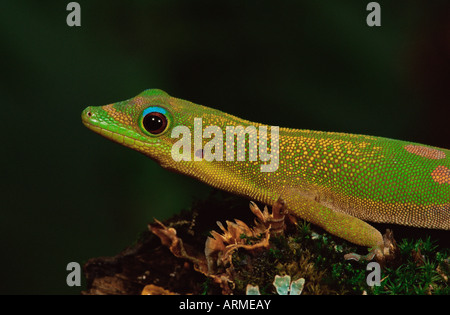 Goldstaub Taggecko (Phelsuma Laticauda), in Gefangenschaft, aus Madagaskar, Afrika Stockfoto