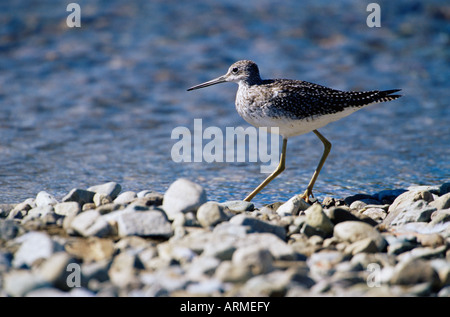 Einsame Strandläufer (Tringa Solitaria), Katmai Nationalpark und Reservat, Alaska, Vereinigte Staaten von Amerika, Nordamerika Stockfoto