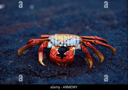 Sally lightfoot Krabben (Grapsus Grapsus), Fernandina Insel, Galapagos-Inseln, Ecuador, Südamerika Stockfoto