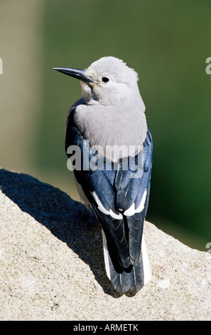 Clarks Tannenhäher (Nucifraga Columbiana), Rocky Mountain Nationalpark, Colorado, Vereinigte Staaten von Amerika, Nordamerika Stockfoto