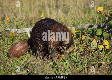 Captive Biber (Castor Canadensis), Minnesota Wild Verbindung, Sandstein, Minnesota, Vereinigte Staaten von Amerika, Nordamerika Stockfoto