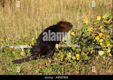 Captive Biber (Castor Canadensis) stehend von einem abgestürzten Baum, Sandstein, Minnesota, Vereinigte Staaten von Amerika, Nordamerika Stockfoto