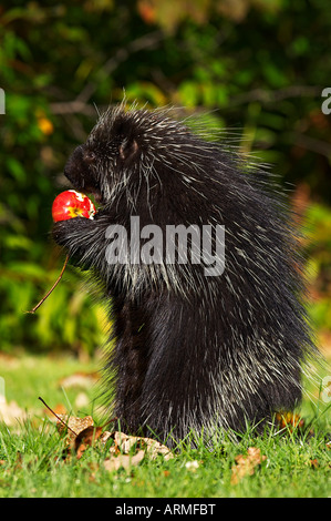 Capitive Stachelschwein (Erethizon Dorsatum) sitzen auf Hinterfüße Essen einen Apfel, Sandstein, Minnesota, USA, Nordamerika Stockfoto