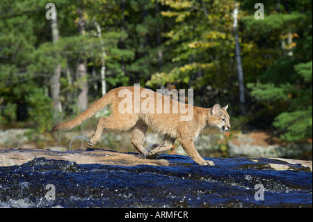 Captive Berglöwe (Puma) (Felis Concolor) über einen Bach, Minnesota Wild Verbindung, Sandstein, Minnesota, USA Stockfoto