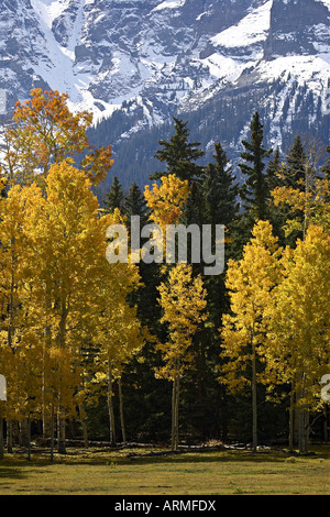 Herbstfarben von Espen mit Evergreens, in der Nähe von Ouray, Colorado, Uninted Staaten von Amerika, Nordamerika Stockfoto