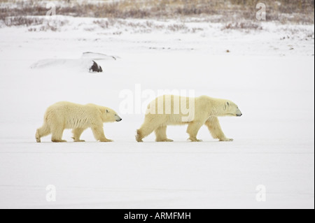 Eisbären (Thalarctos Maritimus), Mutter mit Jungtier, Churchill, Manitoba, Kanada, Nordamerika Stockfoto