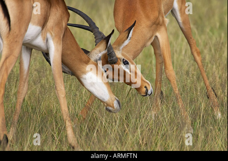 Zwei männliche Impala (Aepyceros Melampus) kämpfen, Serengeti Nationalpark, Tansania, Ostafrika, Afrika Stockfoto