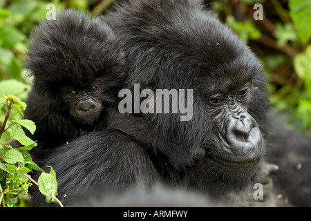 Säugling Berggorillas (Gorilla Gorilla Beringei), Amahoro A Gruppe, Volcanoes-Nationalpark, Ruanda Stockfoto