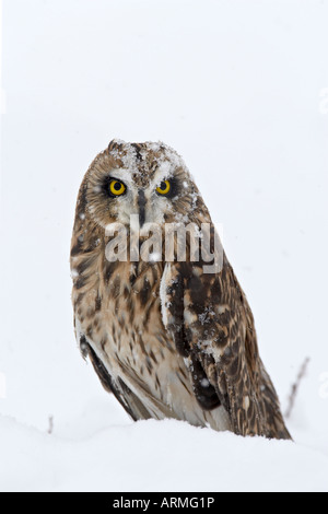 Captive Sumpfohreule (Asio Flammeus) in den Schnee, Boulder County, Colorado, Vereinigte Staaten von Amerika, Nord Amerika Stockfoto