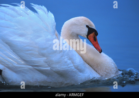 Höckerschwan (Cygnus Olor), Männlich, Deutschland, Brandenburg Stockfoto