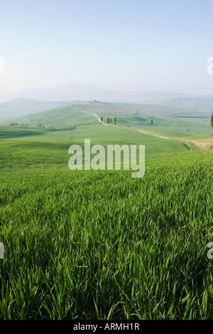 Maisfelder in der Nähe von Pienza, Val D'Orcia, Toskana, Italien, Europa Stockfoto