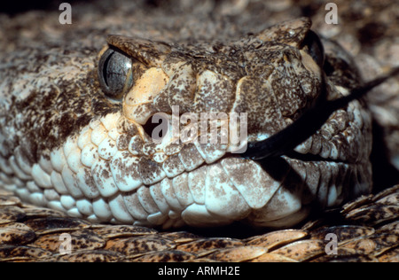 westlichen Diamondback Klapperschlange (Crotalus Atrox), Porträt, Zunge Stockfoto