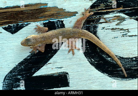 Asiatische Haus Gecko, Thailand Haus Gecko, flach-tailed Gecko, Flattail Haus Gecko (Cosymbotus Platyurus), auf einem Schild Stockfoto