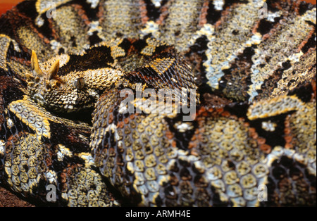 Fluss-Jack, Rhinoceros Viper (Bitis Nasicornis), Porträt Stockfoto