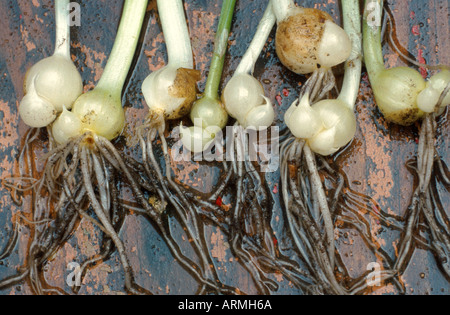 wenigen blühenden Lauch (Allium Paradoxum), Zwiebelchen Stockfoto