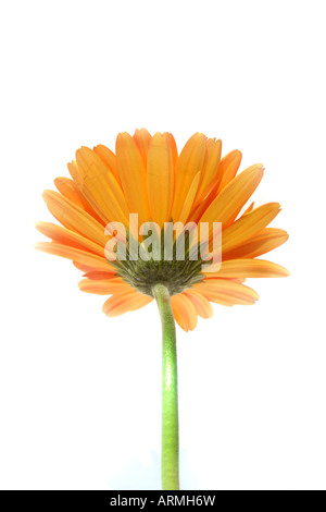 Gerbera, Gerbera Jamesonii, The Herbers, Transvaal Gänseblümchen, Barberton-Gänseblümchen Stockfoto