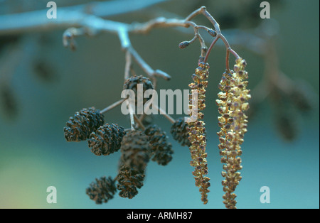 Schwarzerle, Schwarz-Erle, Europäische Erle (Alnus Glutinosa), Reife Zapfen und männlichen Kätzchen Stockfoto