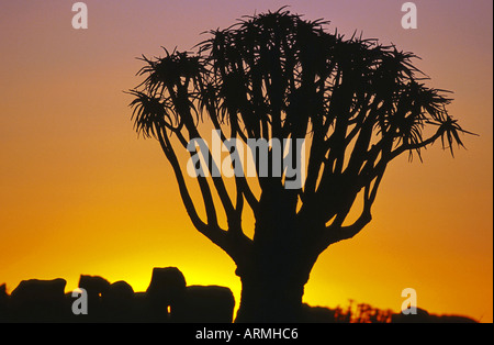 Kokerboom, Quivertree (Aloe Dichotoma), bei Sonnenuntergang, Namibia Stockfoto