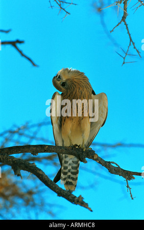 Rötelfalken (Falco Naumanni) auf Ast, Namibia, Etosha NP Stockfoto