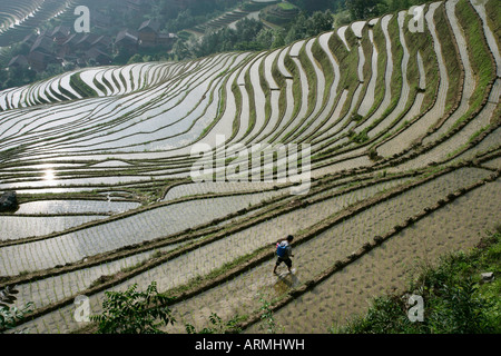 Chinesische Bauern im Reisfeld im Juni, Longsheng terrassierten Reisfelder, Provinz Guangxi, China, Asien Stockfoto