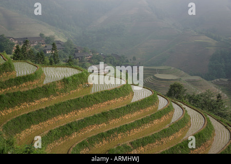 Longsheng terrassierten Reisfelder im Juni, Provinz Guangxi, China, Asien Stockfoto