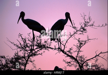 bemalte Storch (Mycteria Leucocephala, Ibis Leucocephalus), Indien, Bharatpur Stockfoto