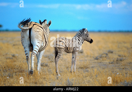 Gemeinsamen Zebra (Equus Quagga), Stute mit Fohlen, Namibia, Etosha NP Stockfoto