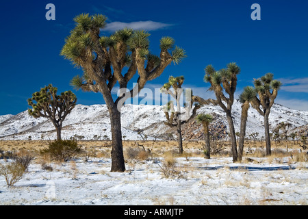 Seltene Winter Schneefall, Lost Horse Valley, Joshua Tree Nationalpark, Kalifornien, Vereinigte Staaten von Amerika, Nordamerika Stockfoto