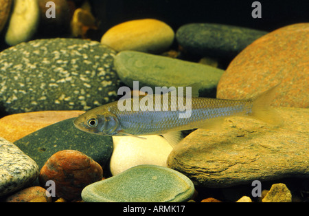 Hasel (Leuciscus Leuciscus), einzelne Jugendliche Stockfoto