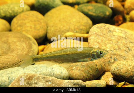 Hasel (Leuciscus Leuciscus), einzelne Jugendliche Stockfoto