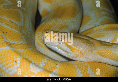 Burmesischen Python (Python aus Bivittatus), portrait Stockfoto