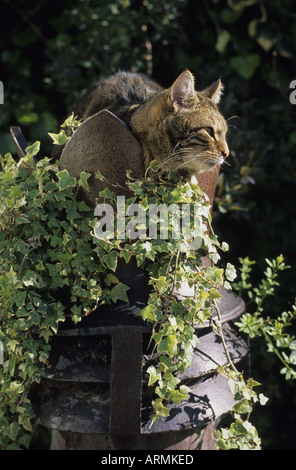 Tabby Katze saß in Blumentopf Blick auf Garten Stockfoto