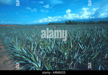 Ananas (Ananas Comosus, Ananas Sativus), Plantage Stockfoto